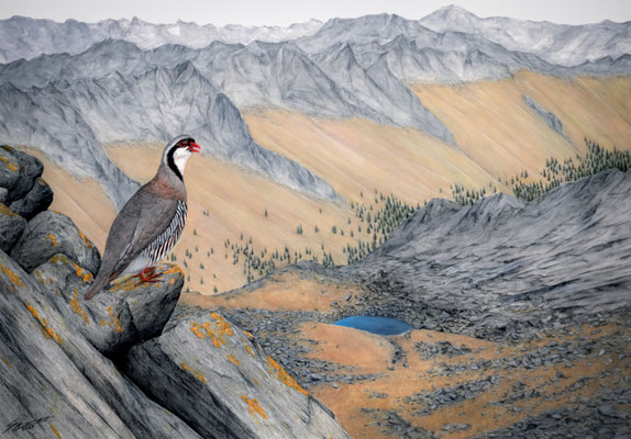 Steinhuhn in den Alpen - Aquarellillustration (2024)