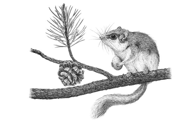 Baumschläfer (Dryomys nitedula) - Bleistiftillustration (2025)