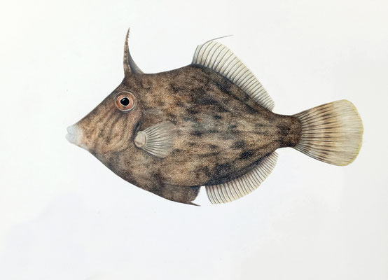 Brauner Feilenfisch (Stephanolepis hispidus) - Mischtechnik (2023)