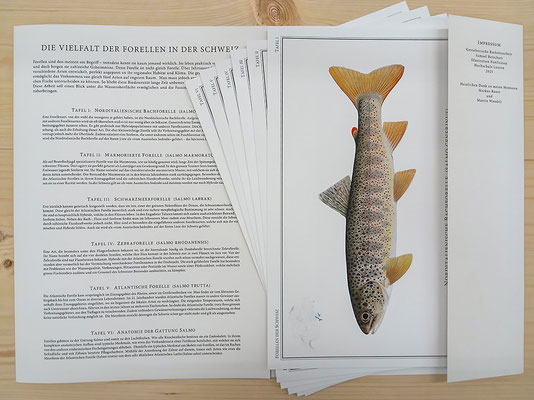 Naturwissenschaftliche Fachmappe (2025)