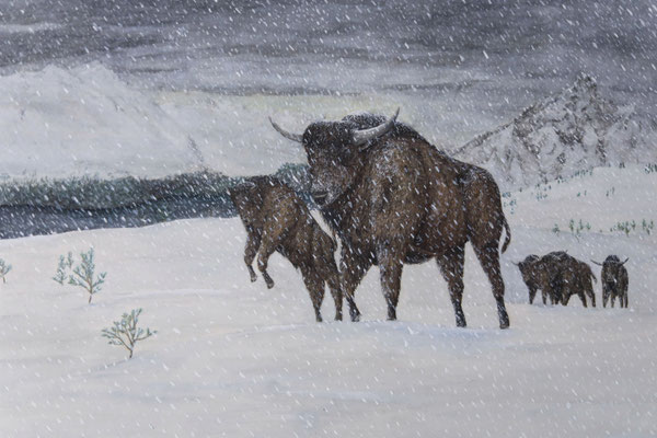 Steppenbison bei Küssnacht am Rigi - Archäologische Rekonstruktion (2023)