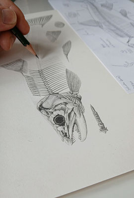Anatomie der Lachsfische (Salmo) - Bleistiftillustration (2025)