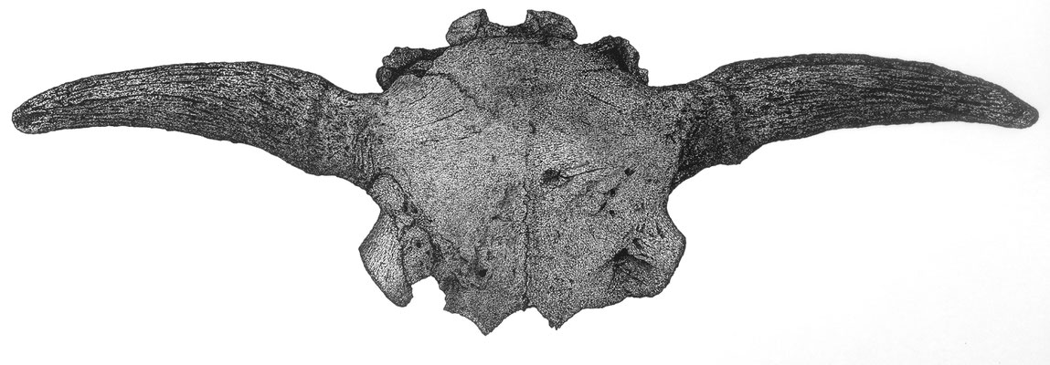 Steppenbison Schädelfragment (Archäologisches Fundstück) - Tusche gepunktet (2023)