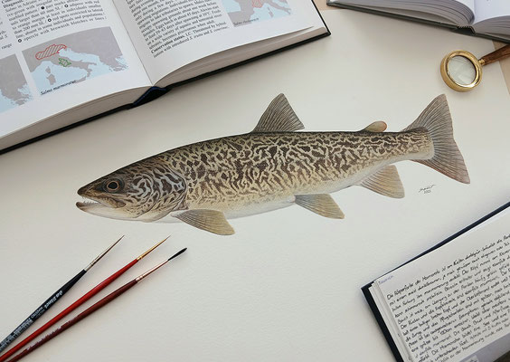 Marmorierte Forelle (Salmo marmoratus) - Mischtechnik (2025)