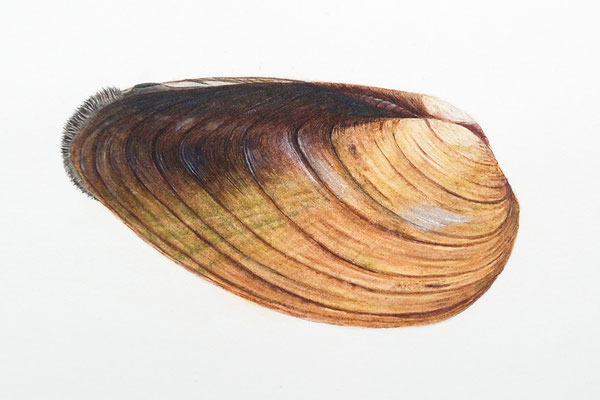 Grosse Flussmuschel (Unio tumidus) - Aquarellillustration (2022)