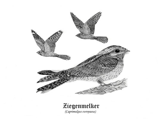 Ziegenmelker (Caprimulgus europaeus) - Bleistiftillustration (2022)