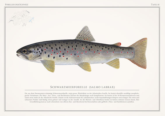 Tafel Salmo Labrax - Druck (2025)