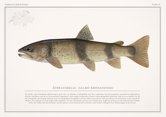 Tafel Salmo Rhodanensis - Druck (2025)