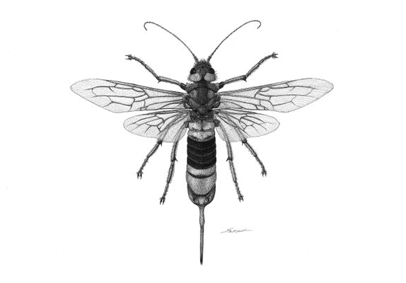 Riesenholzwespe (Urocerus gigas) - Tusche punktiert (2023)