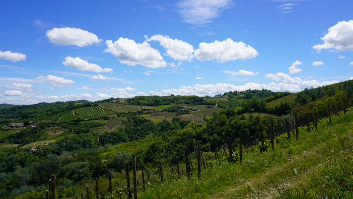 Weinberge noch und noch ...