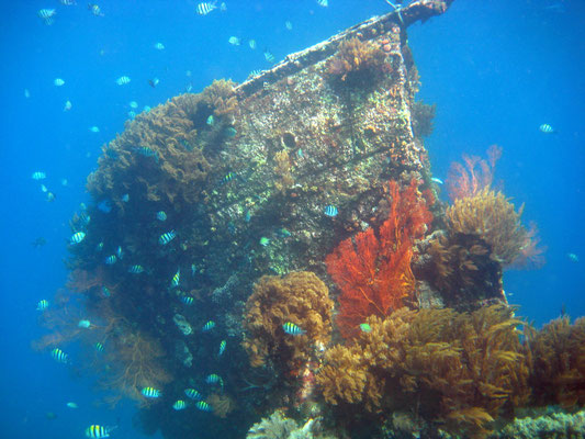 Ein versunkenes Schiff im Korallenriff