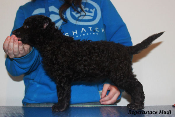 Regerastace Authentic, Tarot, aged 6 weeks