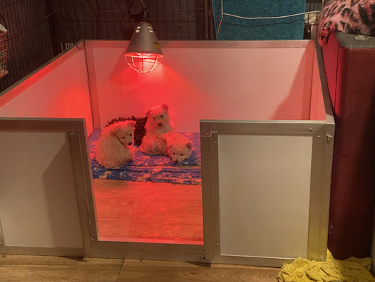 Puppies know where the heat comes from!