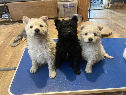 Loki, Apollo and Creed, learning fast that climbing onto the grooming table earns rewards.