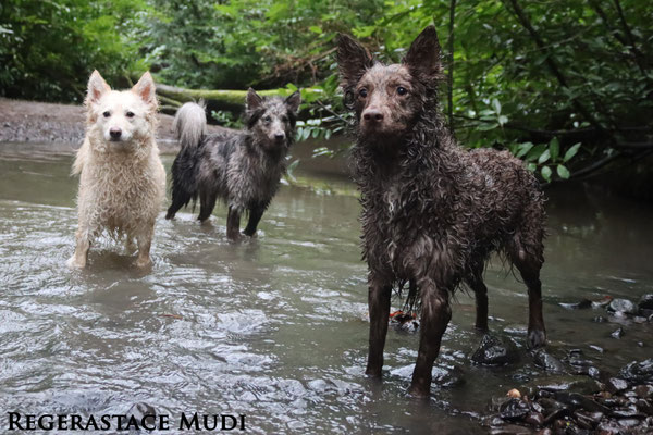 Rubik, Vibe and Relic enjoying a day at the river.