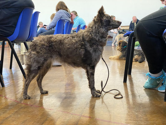 Relic attending ringcraft classes.