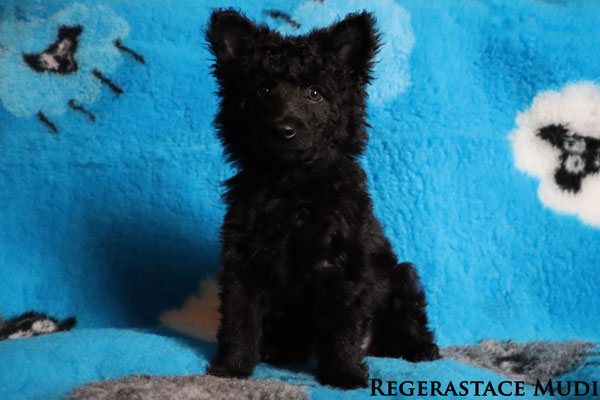 Regerastace Debauchery, aged 8 weeks