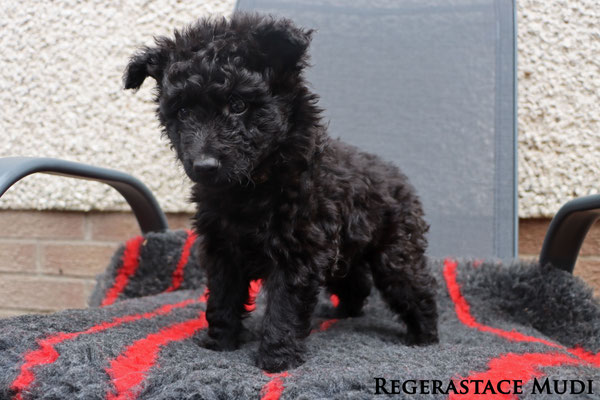 Regerastace Debauchery, aged 6 weeks