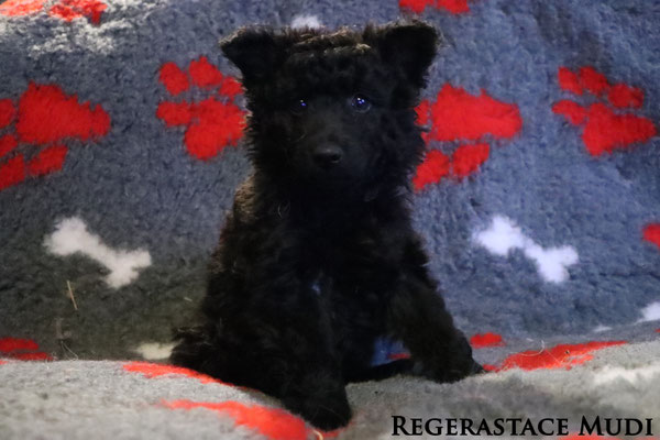 Regerastace Debauchery, aged 7 weeks