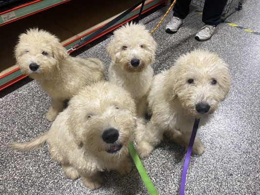 Guba, Val, Sting and Orca, socialising in the pet stores.