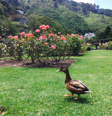 Wellington - Botanischer Garten