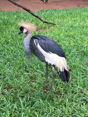 Iguazu Wasserfälle - Brasilianische Seite (Vogelpark)