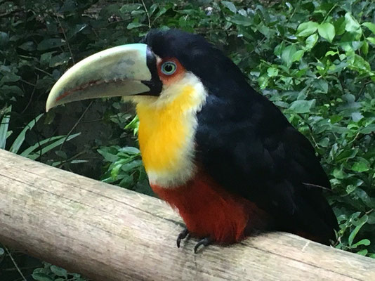 Iguazu Wasserfälle - Brasilianische Seite (Vogelpark)