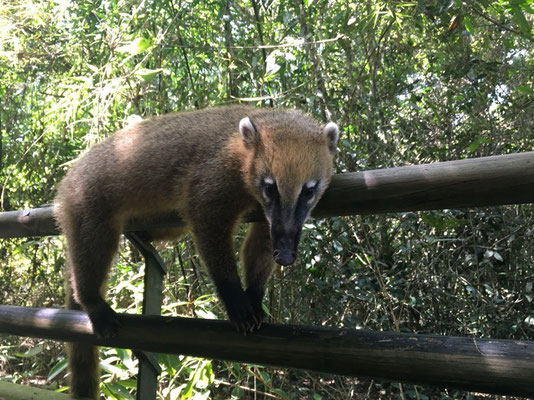 Iguazu Wasserfälle - Argentinische Seite (Nasenbär)