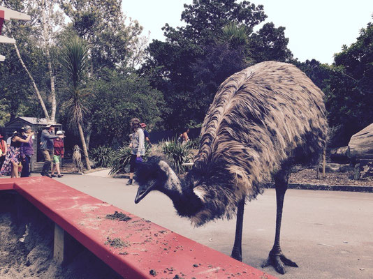 Wellington Zoo - Meet my friends