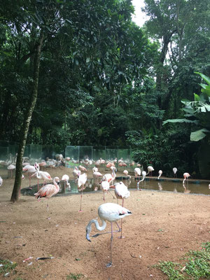 Iguazu Wasserfälle - Brasilianische Seite (Vogelpark)