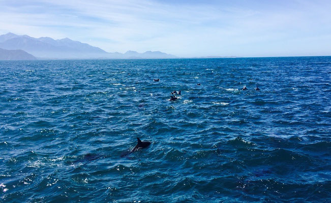 Kaikoura - Dusky Dolphins