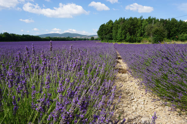 Lavendel-Land (Sommer 2018) 