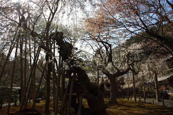kyoto