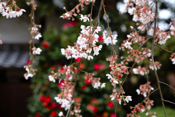 kyoto