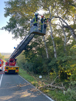 abgeknickter Ast in Baum (H1) 09.2021