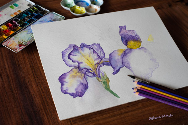 Iris, Aquarellbild