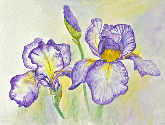 Iris, Aquarellbild