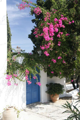 Bougainvillea