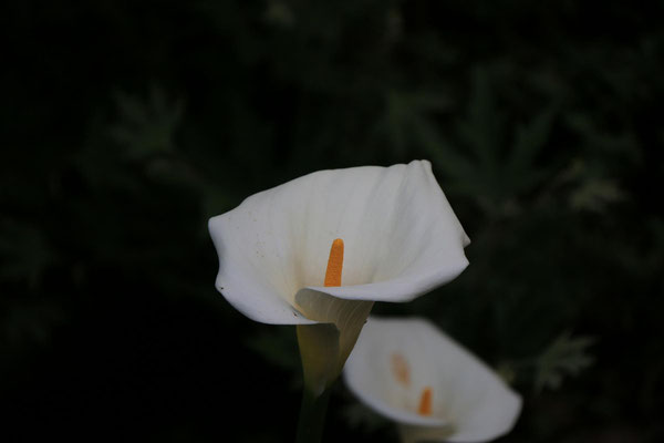 Calla