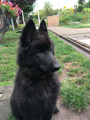 Debby von dem Schatten hinter mir 2019