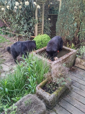 Cooper und Buddy von dem Schatten hinter mir 2018