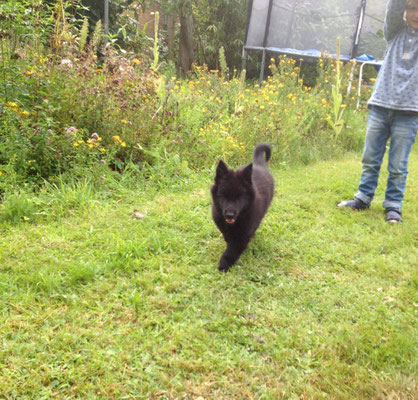 Cosima Ella von dem Schatten hinter mir 2017