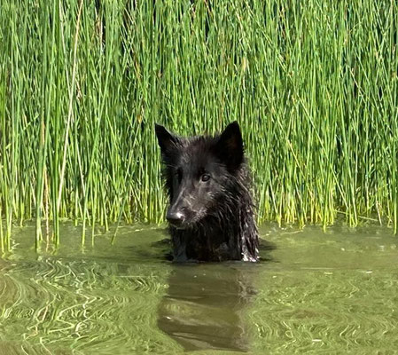 Dizzy von dem Schatten hinter mir 2020