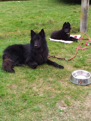 Cooper und Buddy von dem Schatten hinter mir 2017