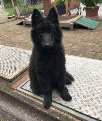 Donna Lara von dem Schatten hinter mir 2019