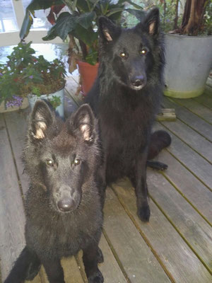 Cooper und Buddy von dem Schatten hinter mir 2017