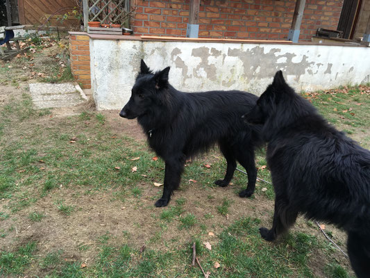 Cosima Ella von dem Schatten hinter mir 2018