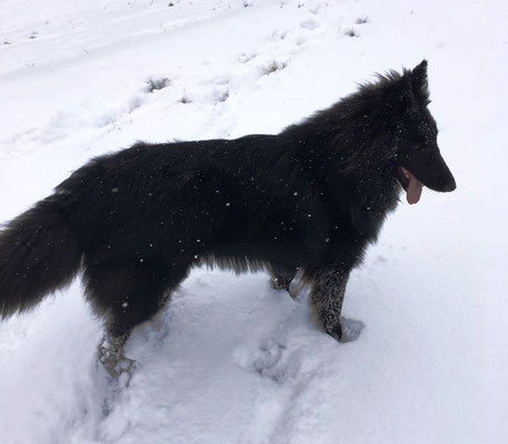 Cosima Ella von dem Schatten hinter mir 2018