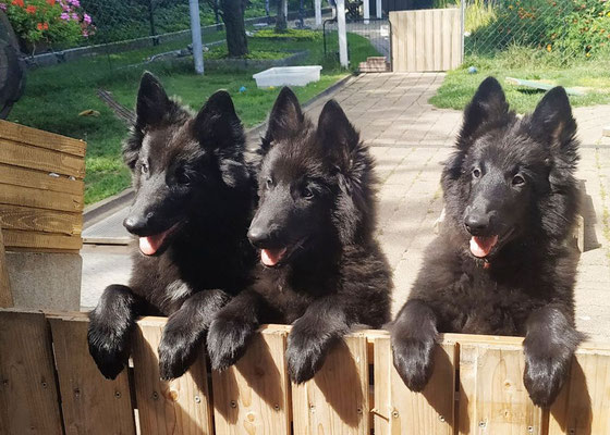 Donna Lara, Dizzy und Debby von dem Schatten hinter mir