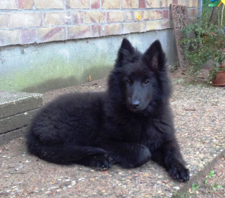 Cosima Ella von dem Schatten hinter mir 2017